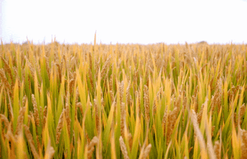 太阳城官网(中国)集团有限公司