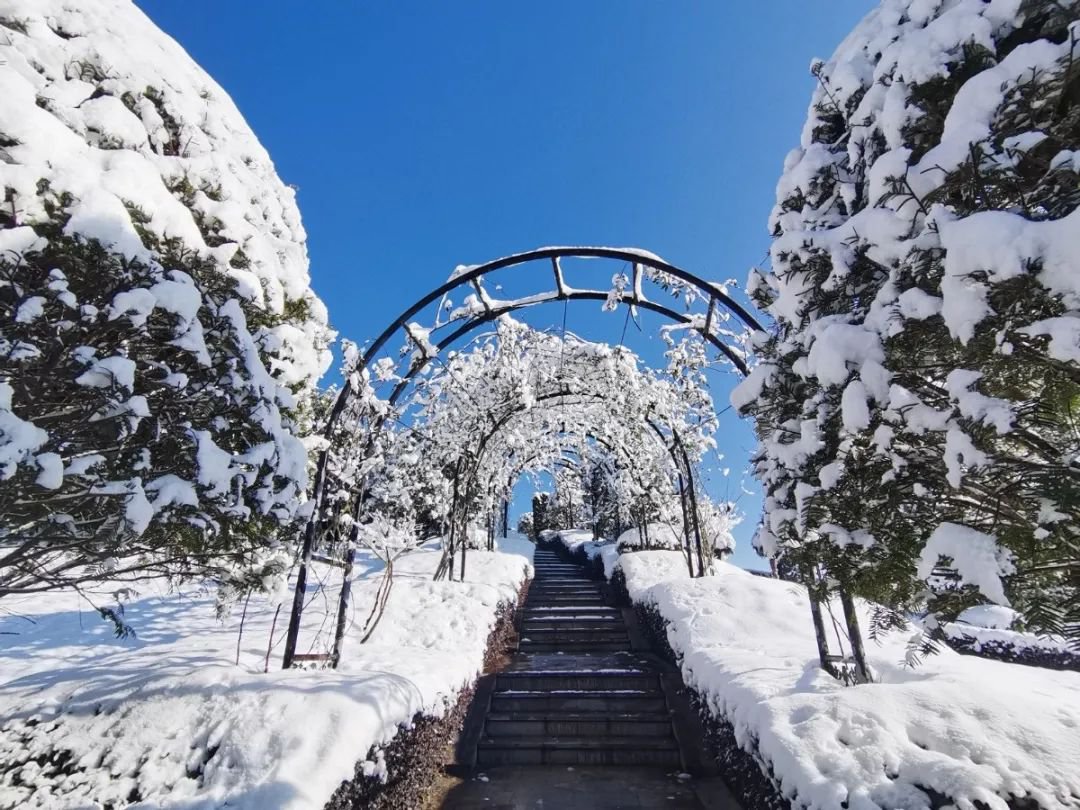 雪落玉龙，，，三冬含暖。。。
