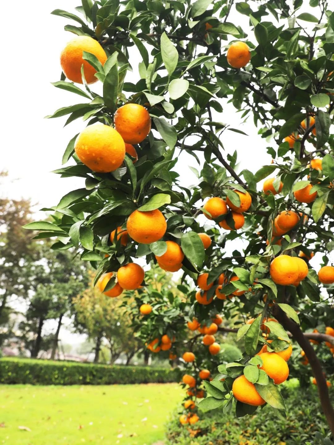 太阳城官网(中国)集团有限公司